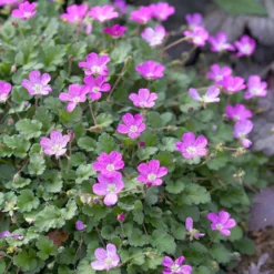 Reiherschnabel 'Bishop's Form' - Blütenteppich den ganzen Sommer
