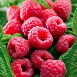 Remontant-Himbeeren Marastar ® COV MA29-20 - Zweimal ernten pro Jahr