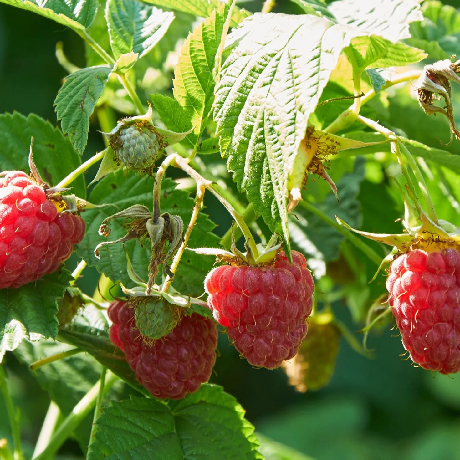 Remontant-Himbeeren Marastar ® COV MA29-20 - Zweimal ernten pro Jahr