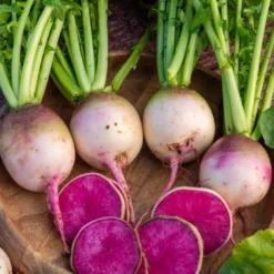 Rettich ‘Red Meat’ - Rot innen, mild im Biss