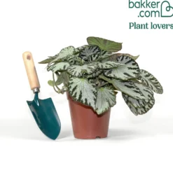 Rex-Begonie ‘Silver Jewel’ - Silberglanz sofort im Raum