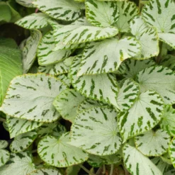 Rex-Begonie ‘Silver Jewel’ - Silberglanz sofort im Raum