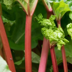 Rhabarber - Ernte schon im ersten Frühling