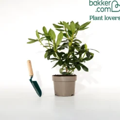 Rhododendron catawbiense 'Grandiflorum' - Lila Blütenpracht im Mai