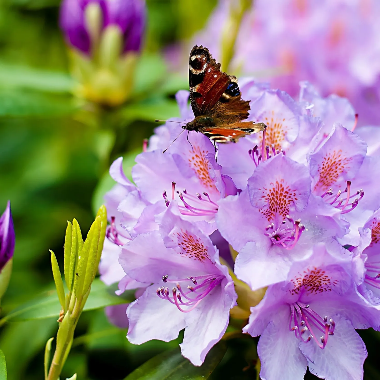 Rhododendron catawbiense 'Grandiflorum' - Lila Blütenpracht im Mai