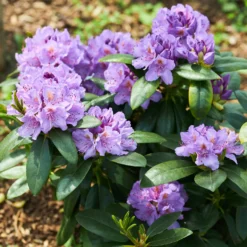 Rhododendron catawbiense 'Grandiflorum' - Lila Blütenpracht im Mai