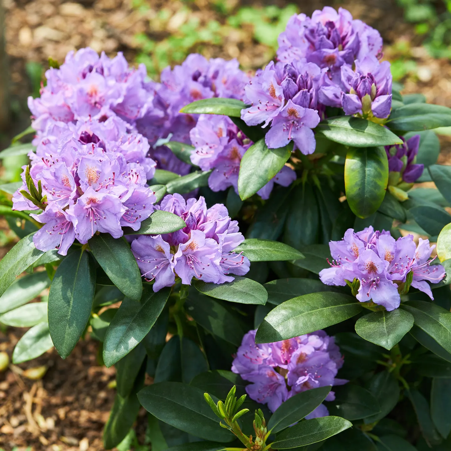Rhododendron catawbiense 'Grandiflorum' - Lila Blütenpracht im Mai