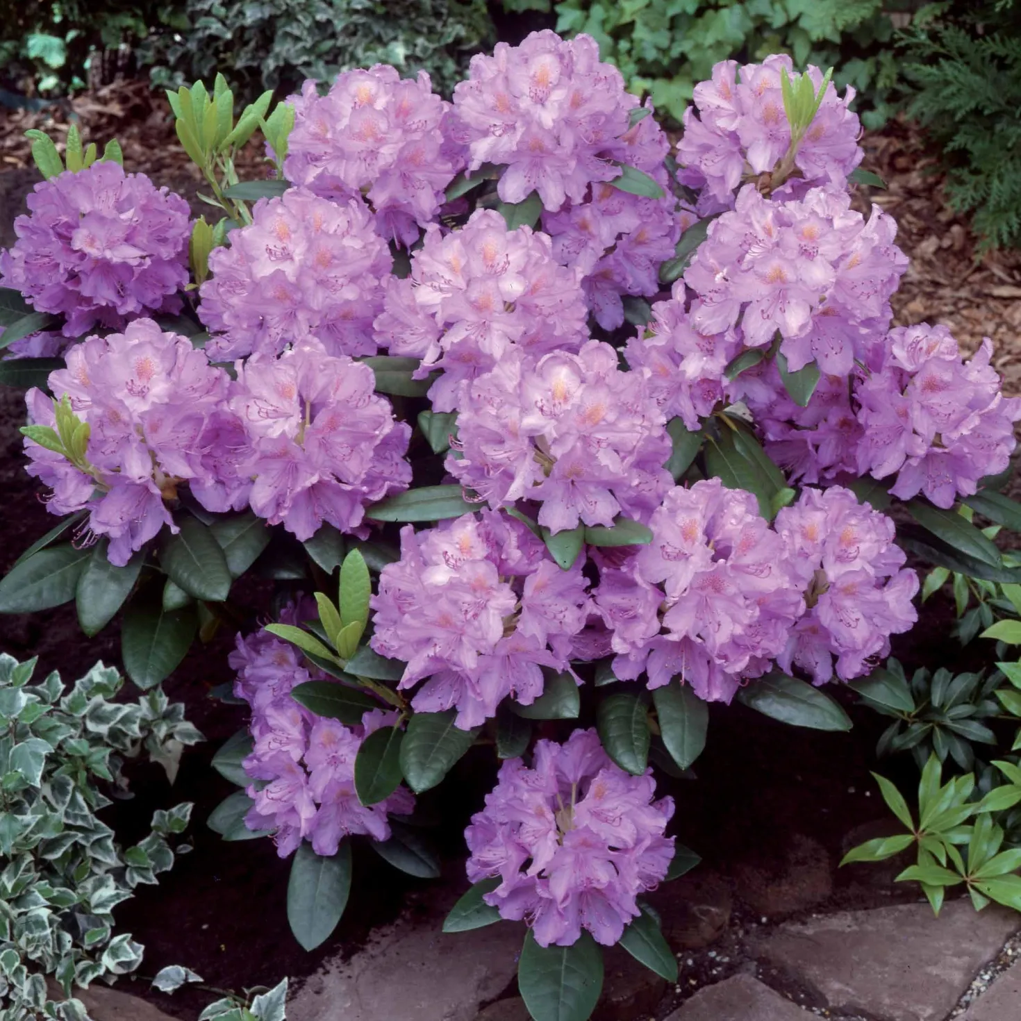 Rhododendron catawbiense 'Grandiflorum' - Lila Blütenpracht im Mai