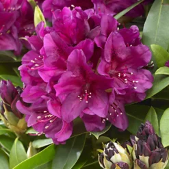 Rhododendron 'Polarnacht' - Sattes Fuchsia im Halbschatten
