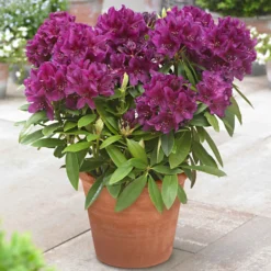 Rhododendron 'Polarnacht' - Sattes Fuchsia im Halbschatten
