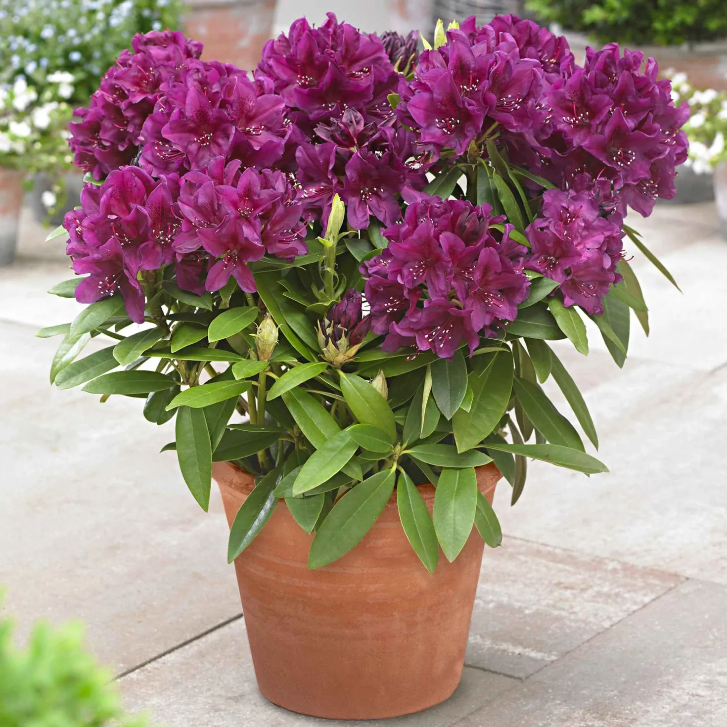 Rhododendron 'Polarnacht' - Sattes Fuchsia im Halbschatten