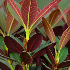 Rhododendron 'Wine & Roses' - Laub, das die Farbe wechselt