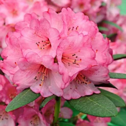 Rhododendron 'Wine & Roses' - Laub, das die Farbe wechselt
