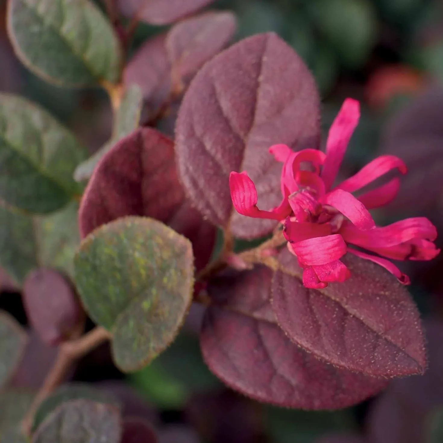 Riemenblüte Black Pearl - Dunkles Laub das auffällt