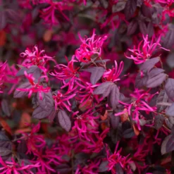 Riemenblüte Black Pearl - Dunkles Laub das auffällt