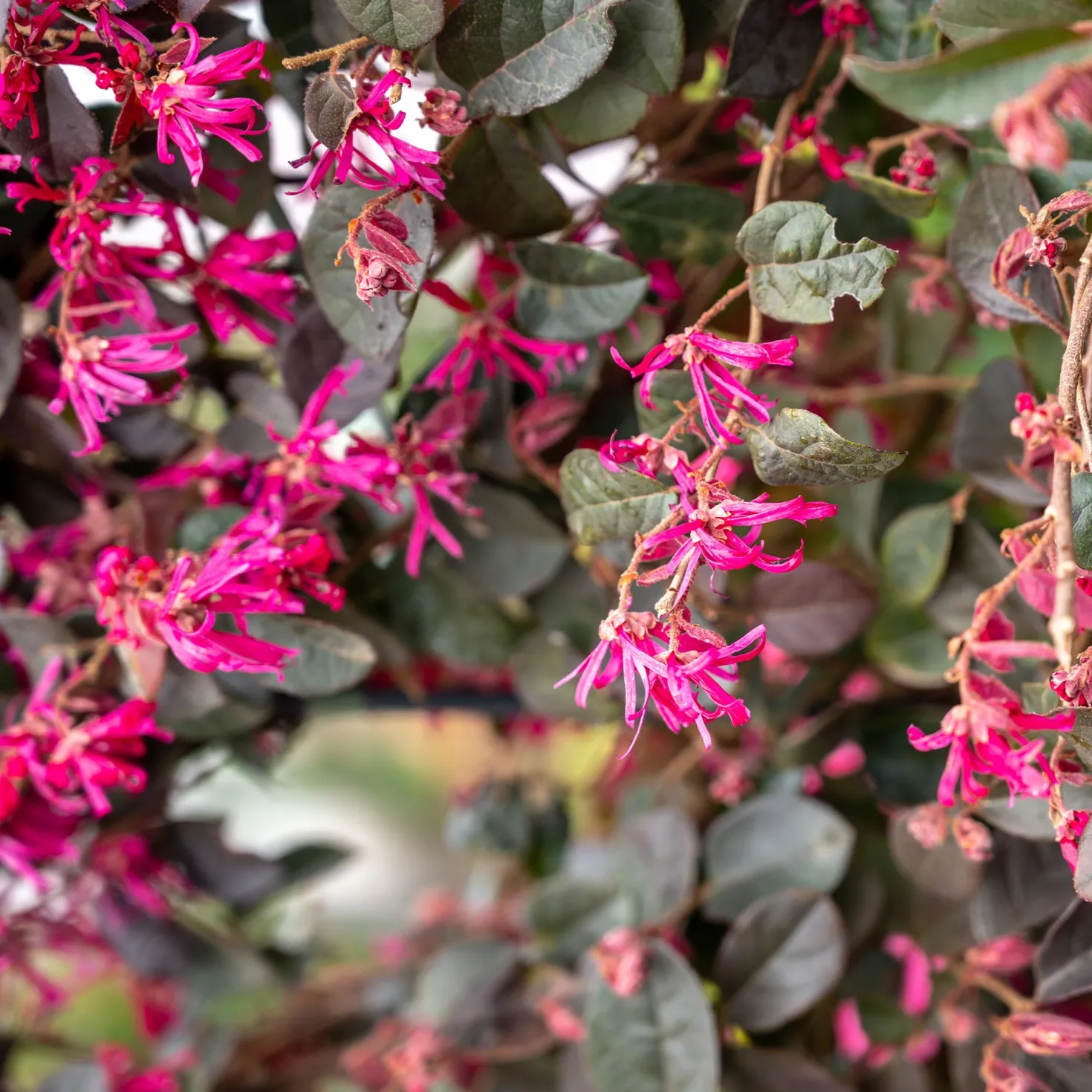 Riemenblüte Black Pearl - Dunkles Laub das auffällt