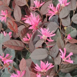 Riemenblüte Fire Dance - Rotes Laub, das begeistert