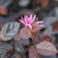 Riemenblüte Fire Dance - Rotes Laub, das begeistert