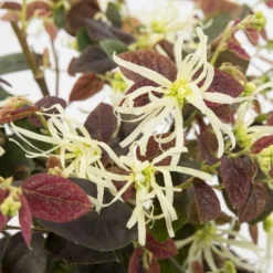 Riemenblüte 'Ruby Snow' - Winterblüte in Rubinrot