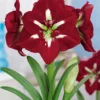 Riesen-Amaryllis-Kollektion (x2) - Majestätische Blütenpracht