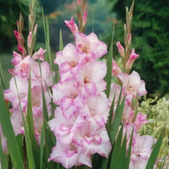 Riesenblütige Gladiole My Love - Zartrosa Blüten satt