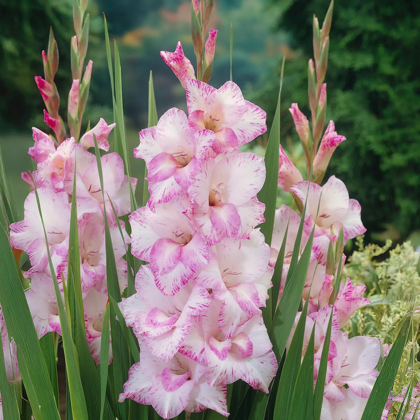 Riesenblütige Gladiole My Love - Zartrosa Blüten satt