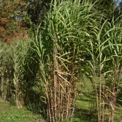 Riesen-Chinaschilf (Miscanthus floridulus) - Sichtschutz in einer Saison