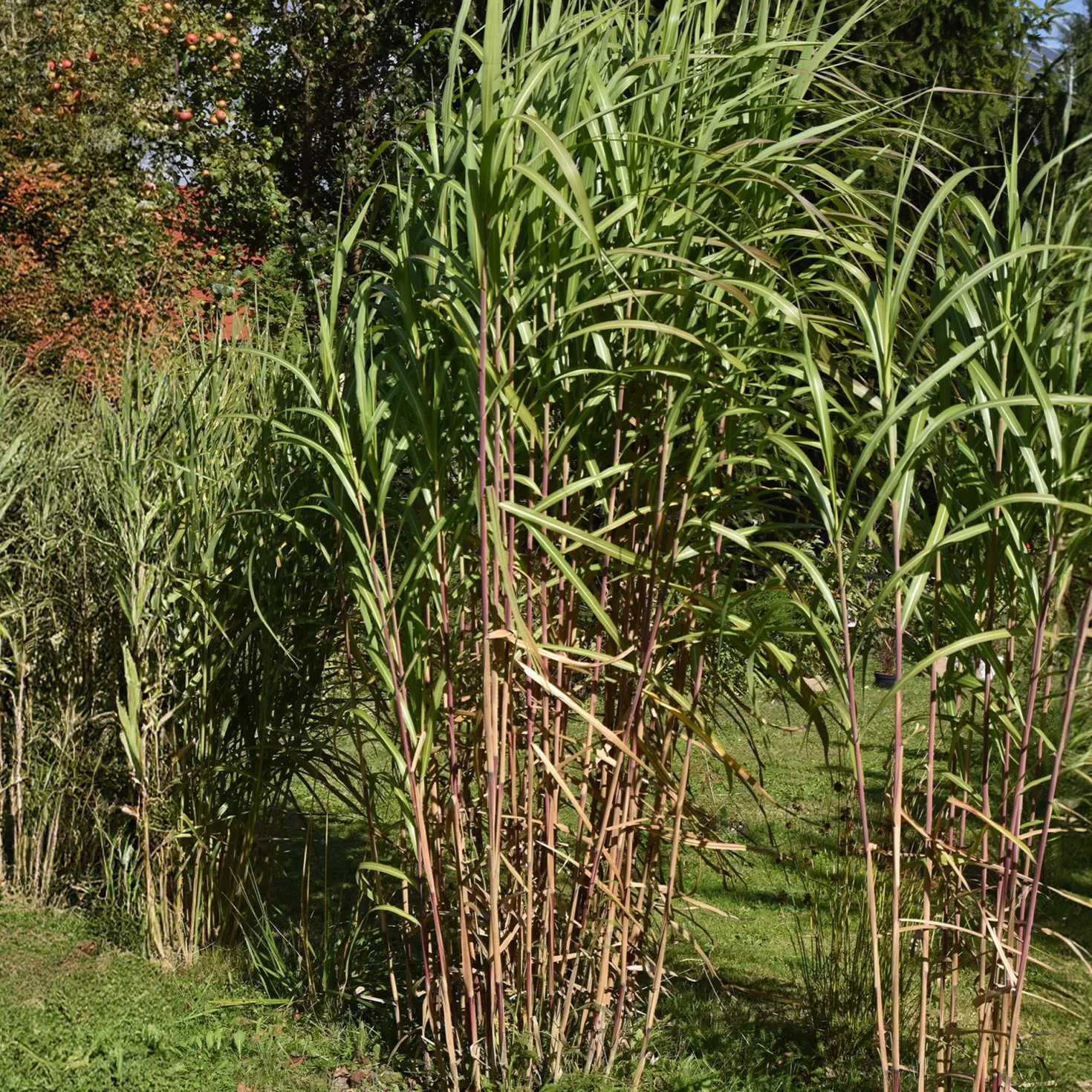 Riesen-Chinaschilf (Miscanthus floridulus) - Sichtschutz in einer Saison