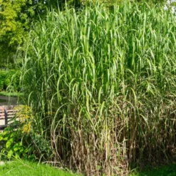 Riesen-Chinaschilf (Miscanthus floridulus) - Sichtschutz in einer Saison