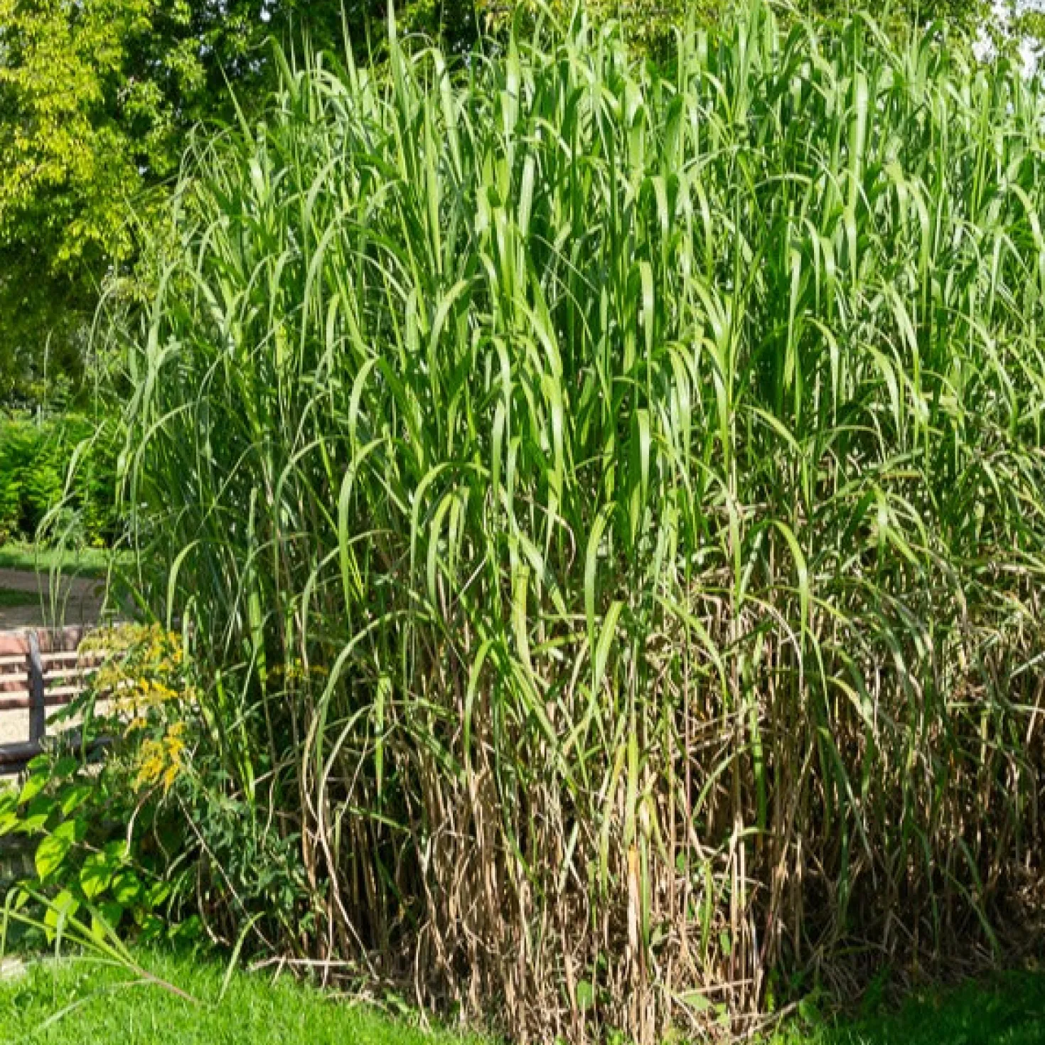 Riesen-Chinaschilf (Miscanthus floridulus) - Sichtschutz in einer Saison
