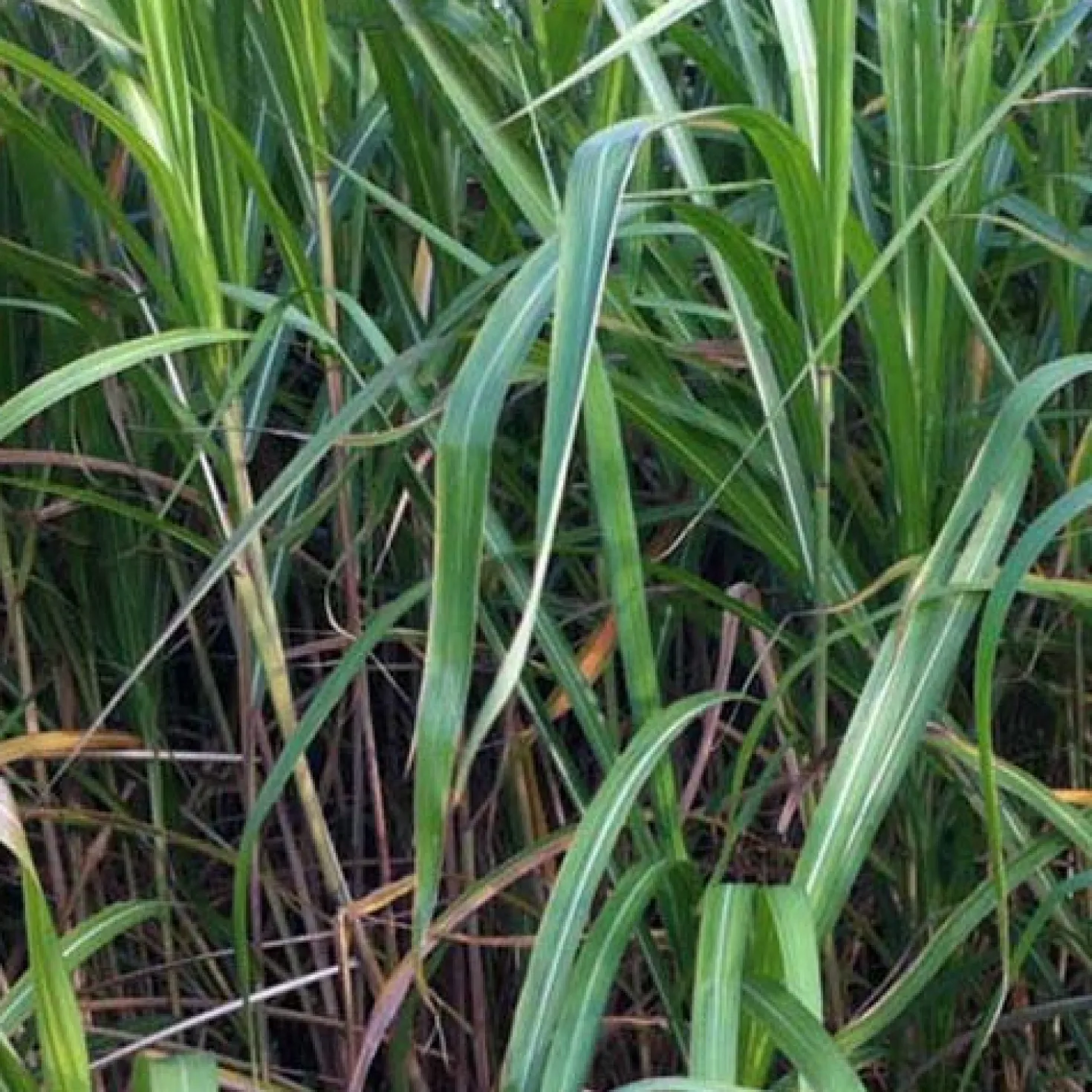 Riesen-Chinaschilf (Miscanthus floridulus) - Sichtschutz in einer Saison