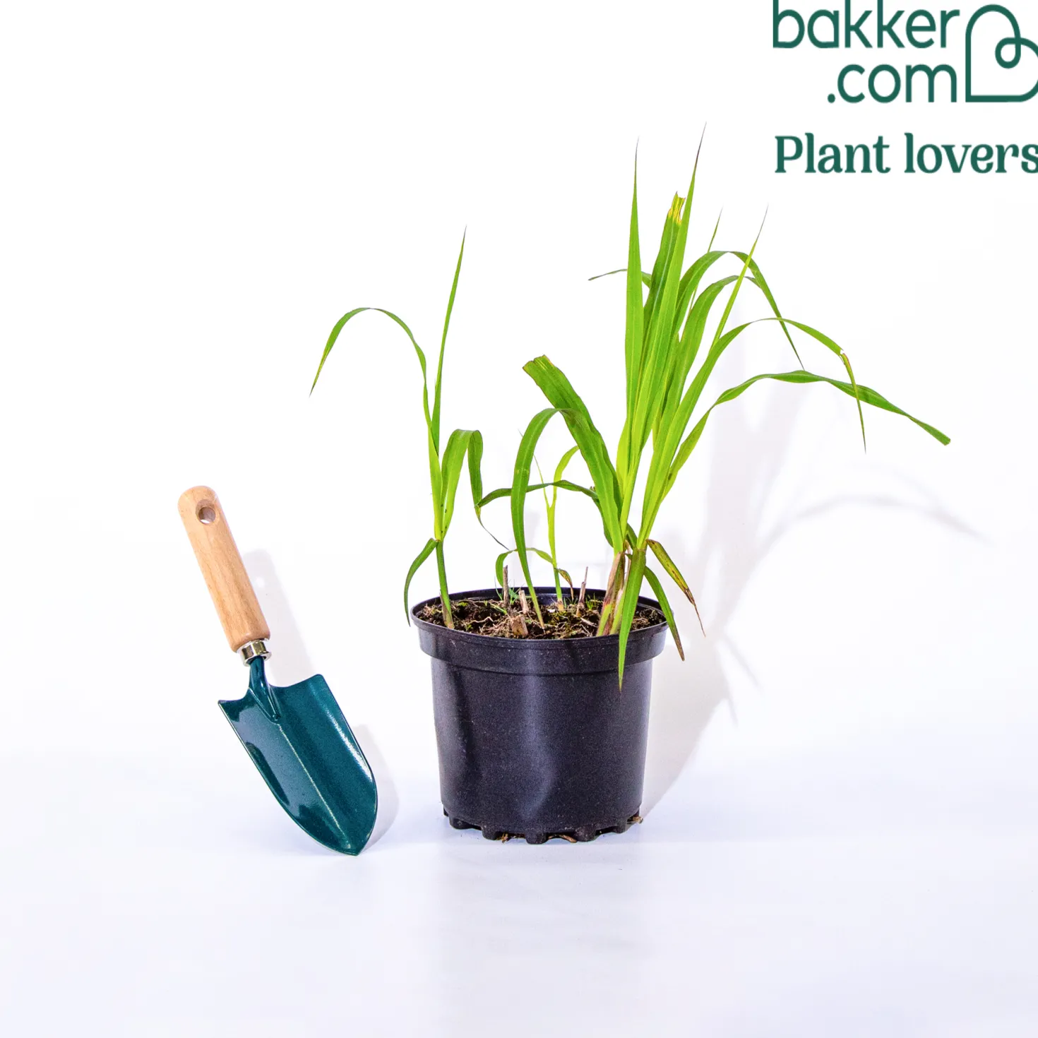 Riesen-Chinaschilf (Miscanthus floridulus) - Sichtschutz in einer Saison