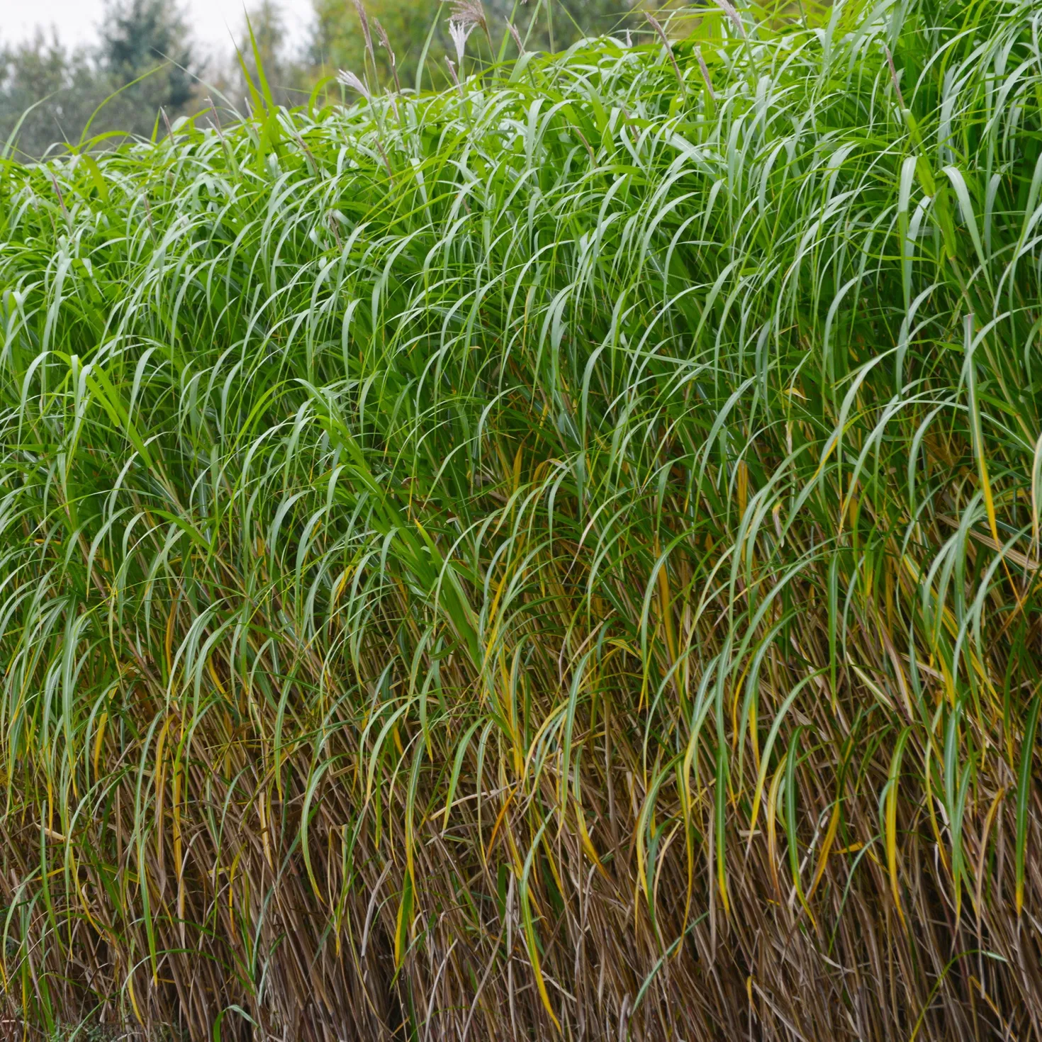 Riesen-Chinaschilf (Miscanthus floridulus) - Sichtschutz in einer Saison