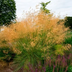 Riesen-Federgras (Stipa gigantea) - Goldener Glanz im Garten