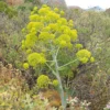 Riesenfenchel - Drei Meter pure Wow-Wirkung