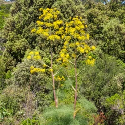 Riesenfenchel - Drei Meter pure Wow-Wirkung