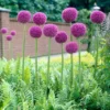 Riesen-Lauch - Violette Kugeln über allem
