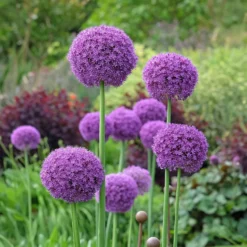Riesen-Lauch - Violette Kugeln über allem