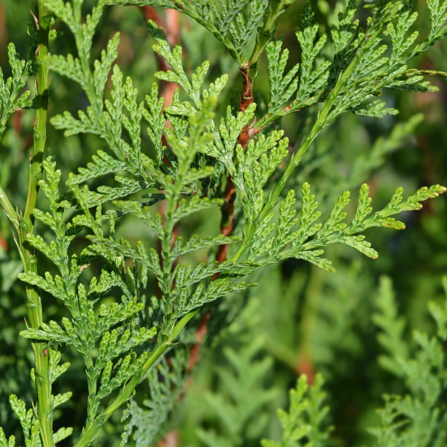 Riesen-Lebensbaum Atrovirens - Sichtschutz in Rekordzeit