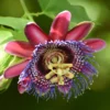 Riesen-Passionsblume - Exotik an Ihrer Wand