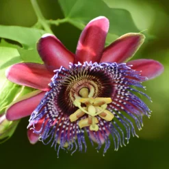 Riesen-Passionsblume - Exotik an Ihrer Wand