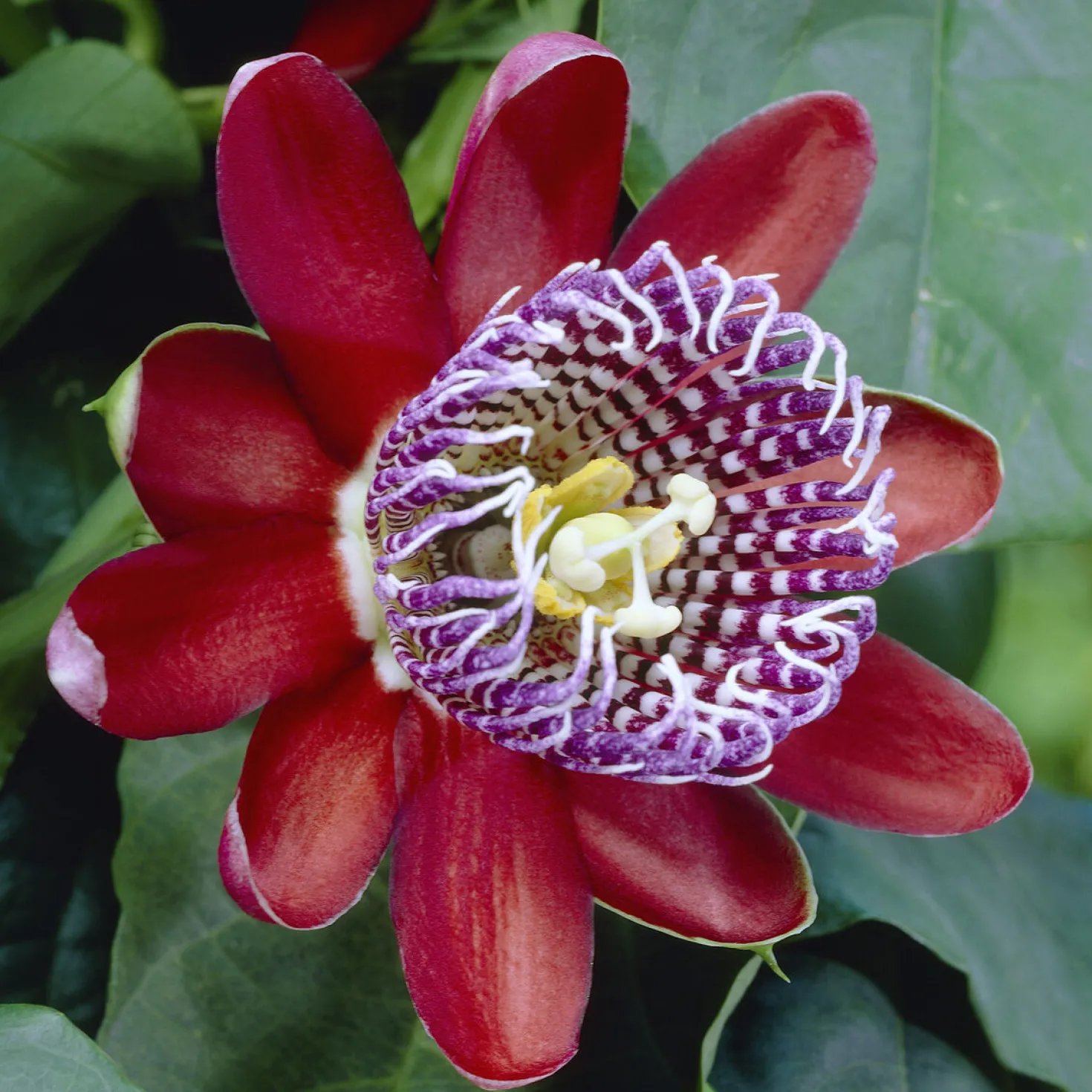 Riesen-Passionsblume - Exotik an Ihrer Wand