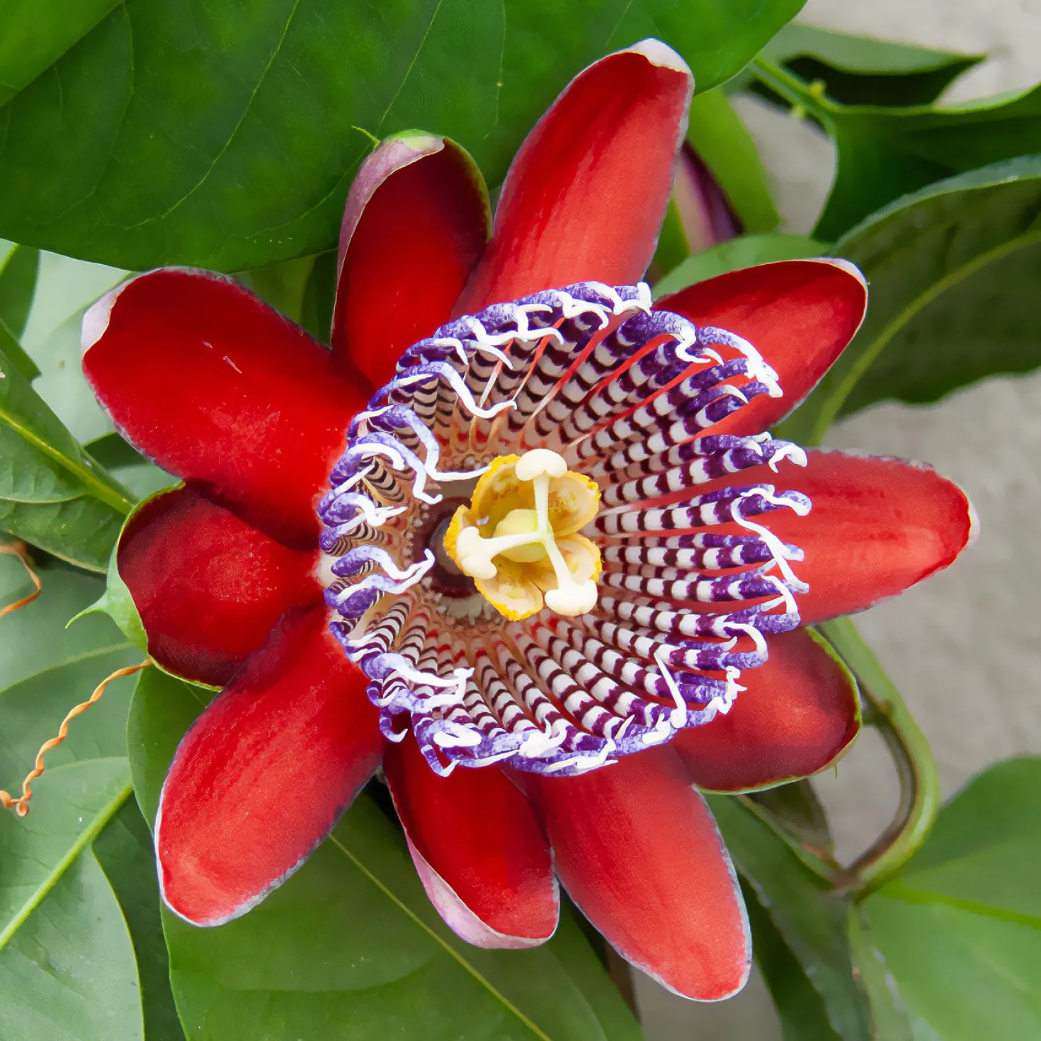 Riesen-Passionsblume - Exotik an Ihrer Wand