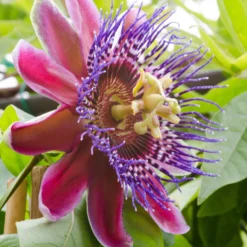 Riesen-Passionsblume - Exotik an Ihrer Wand