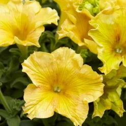 Riesen-Petunien gelb (x3) - Riesige gelbe Blüten sofort