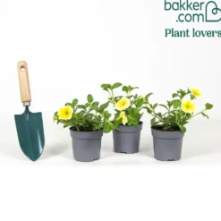 Riesen-Petunien gelb (x3) - Riesige gelbe Blüten sofort