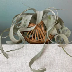 Riesen-Tillandsie / Tillandsia xerographica - Grün ganz ohne Erde