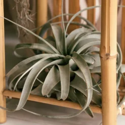 Riesen-Tillandsie / Tillandsia xerographica - Grün ganz ohne Erde