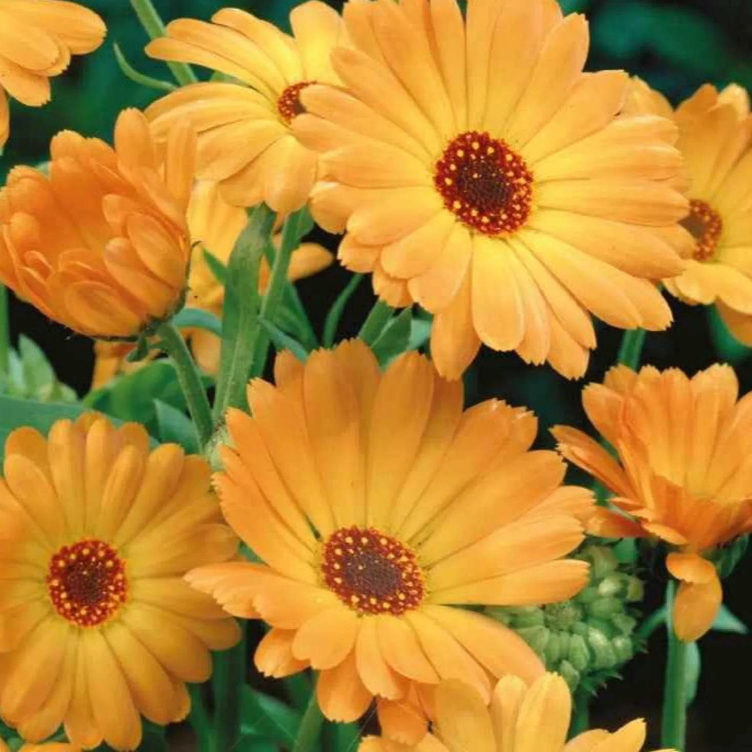 Ringelblume ‘Grand Nova’ Bio - Essbare Blüten fürs Beet
