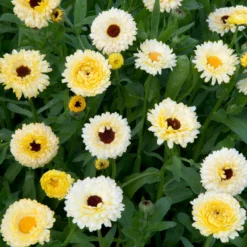 Ringelblume Ivory Princess - Cremeweiße Blüten, ganz leicht